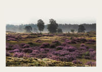 Fotografia otvorenej vresoviskovej krajiny s fialovým vresom a stromami-3