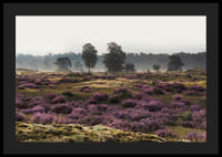 Fotografia otvorenej vresoviskovej krajiny s fialovým vresom a stromami-4