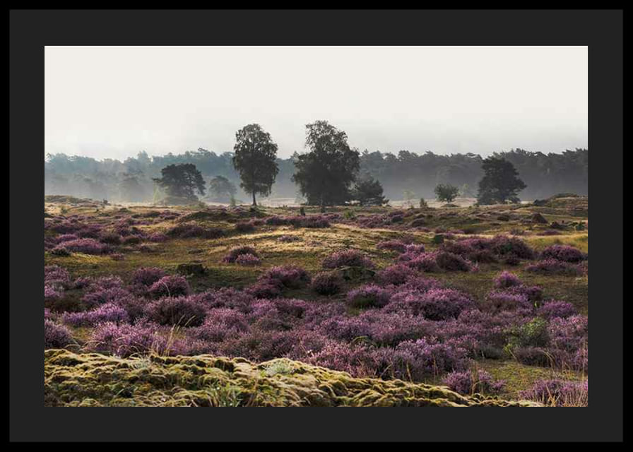 Fotografia otvorenej vresoviskovej krajiny s fialovým vresom a stromami-12