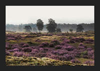 Photograph of open moorland landscape with purple heather and trees-5