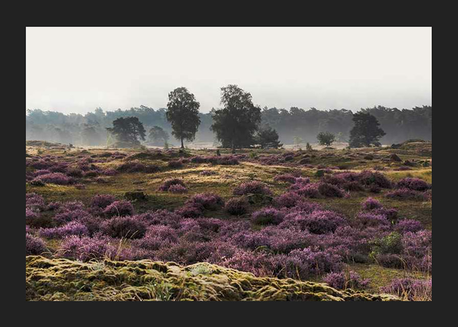 Photograph of open moorland landscape with purple heather and trees-12