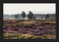 Fotografia otvorenej vresoviskovej krajiny s fialovým vresom a stromami-5