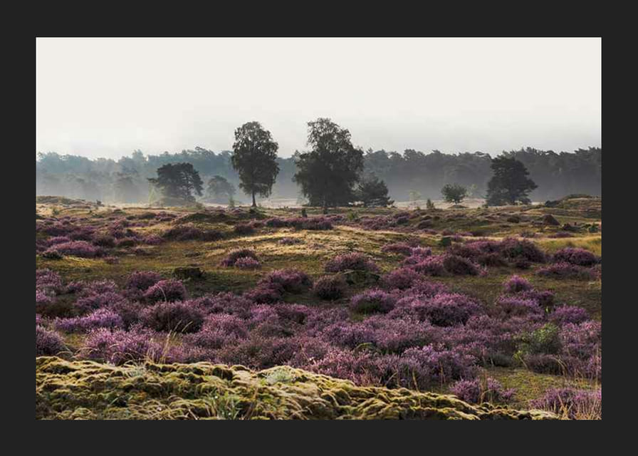 Fotografia otvorenej vresoviskovej krajiny s fialovým vresom a stromami-12