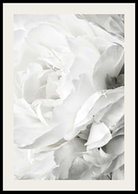 Close-up of white rose with soft petals and light tone-2