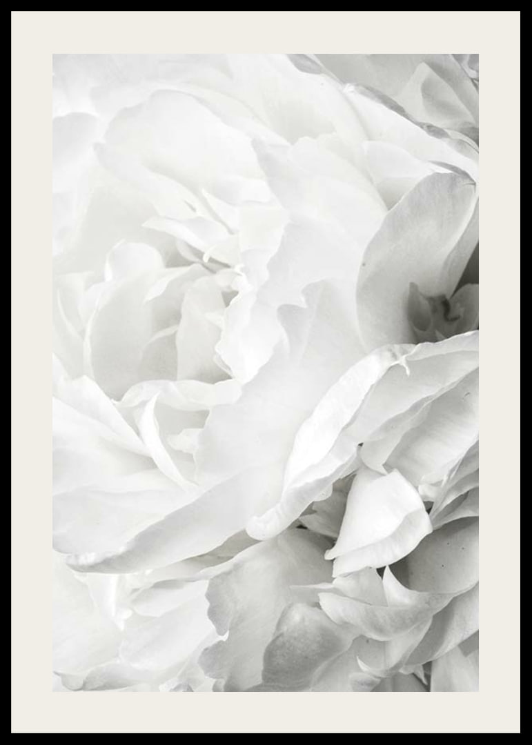 Close-up of white rose with soft petals and light tone-12