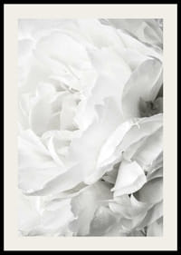 Lähikuva valkoisesta ruususta pehmeillä terälehdillä ja vaalealla sävyllä-2