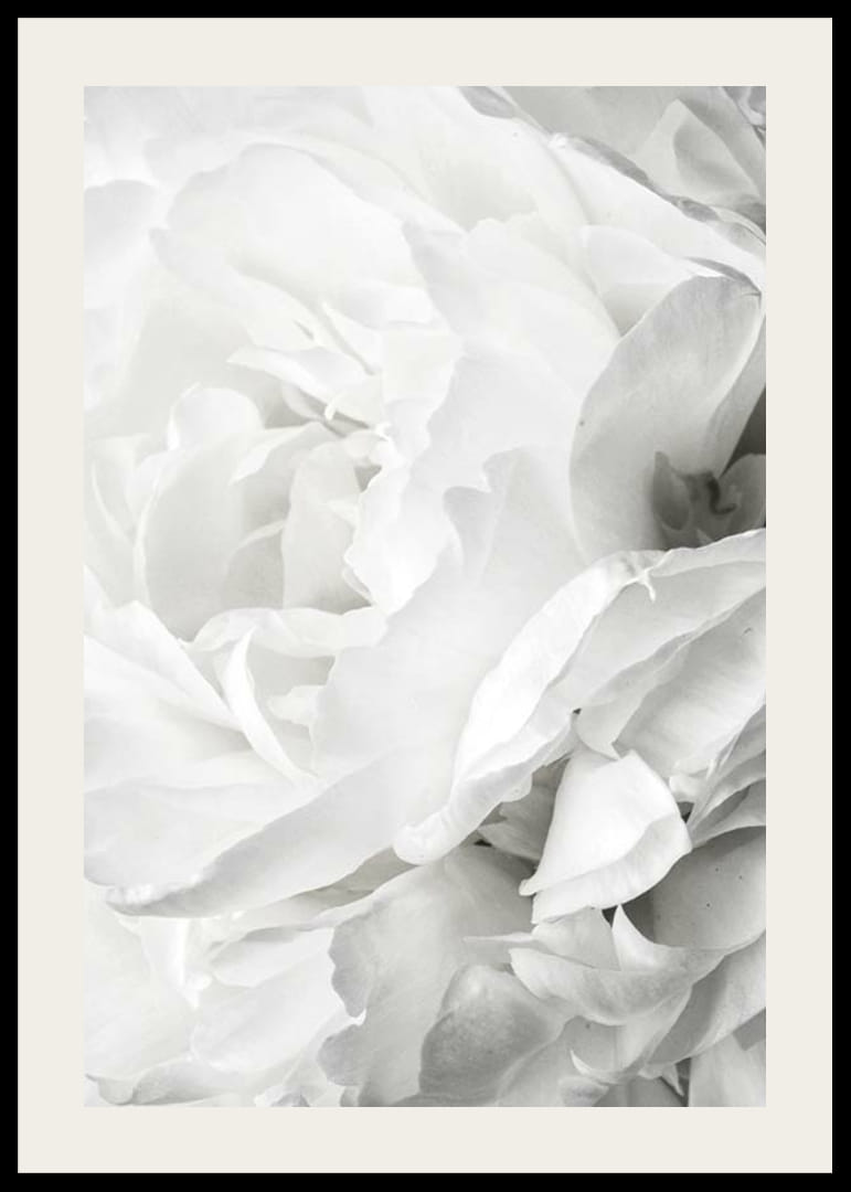 Lähikuva valkoisesta ruususta pehmeillä terälehdillä ja vaalealla sävyllä-12