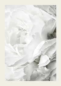 Close-up of white rose with soft petals and light tone-3