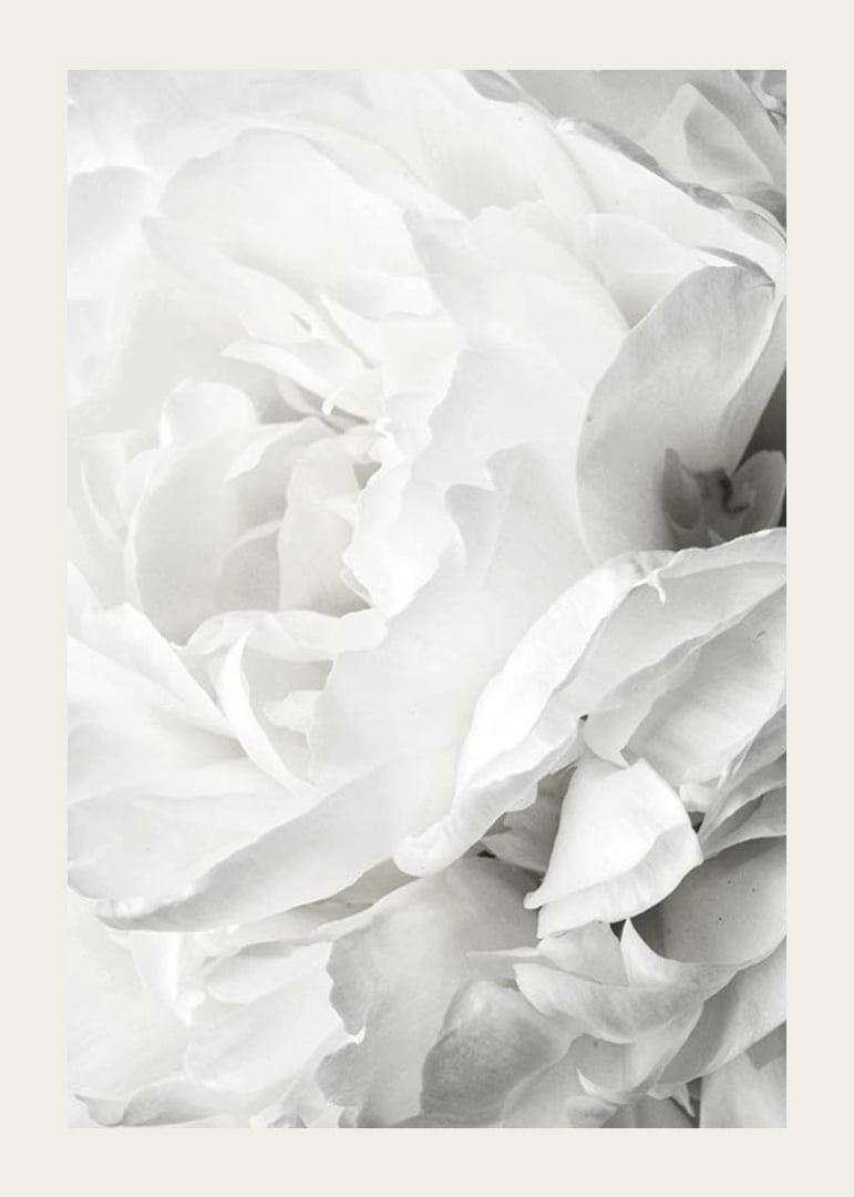 Close-up of white rose with soft petals and light tone-12