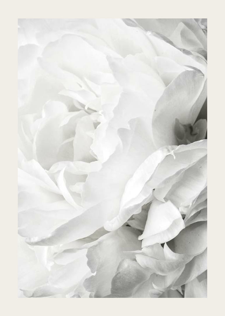 Lähikuva valkoisesta ruususta pehmeillä terälehdillä ja vaalealla sävyllä-12