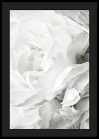Close-up of white rose with soft petals and light tone-4