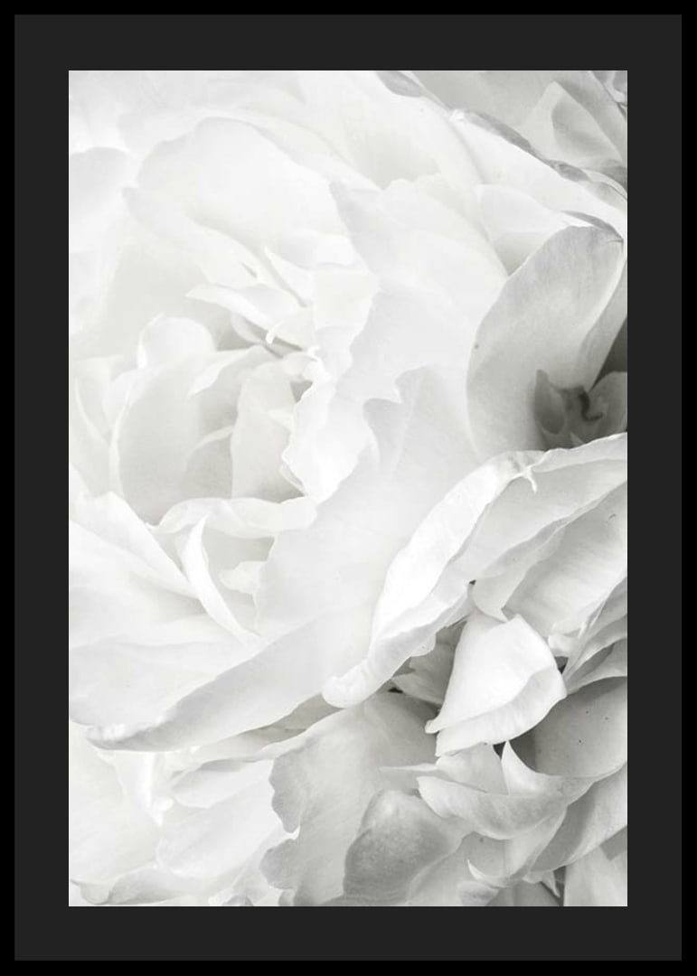 Close-up of white rose with soft petals and light tone-12