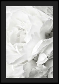 Lähikuva valkoisesta ruususta pehmeillä terälehdillä ja vaalealla sävyllä-4