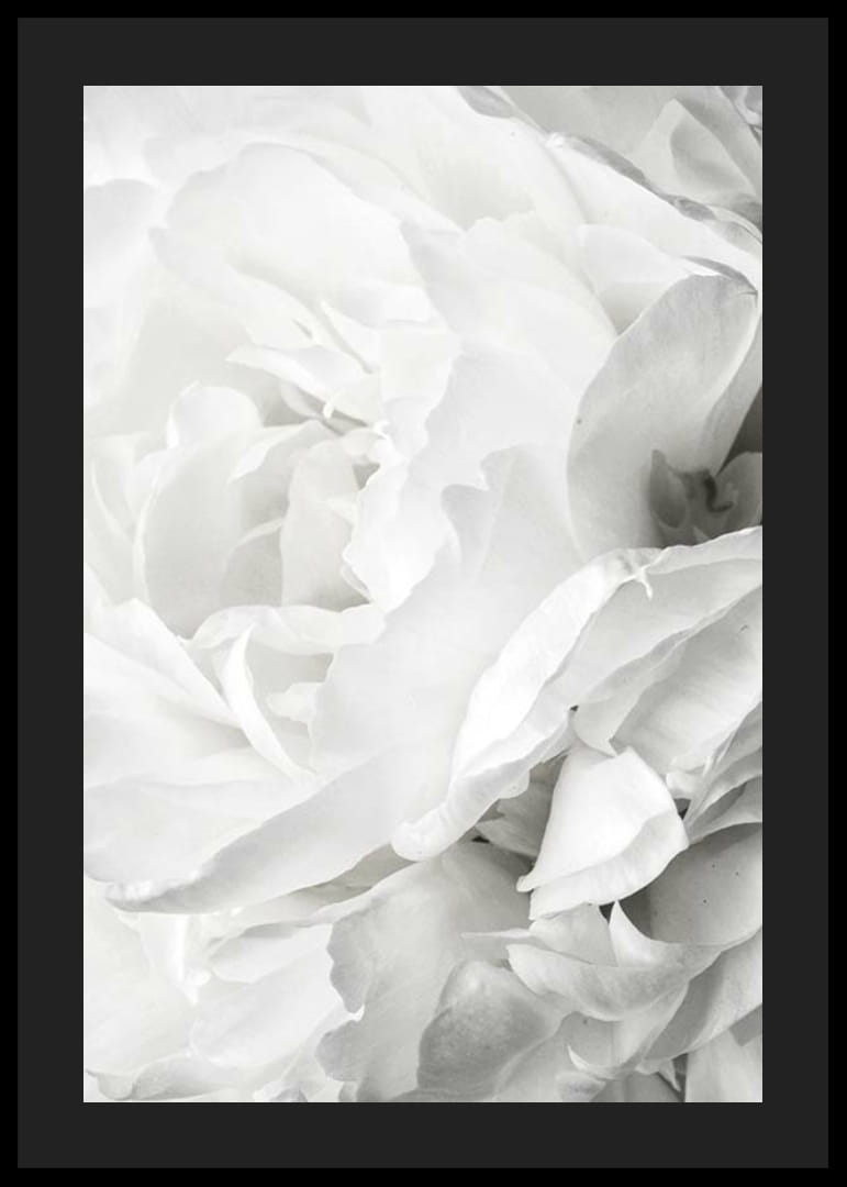 Lähikuva valkoisesta ruususta pehmeillä terälehdillä ja vaalealla sävyllä-12