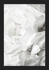 Close-up of white rose with soft petals and light tone-5