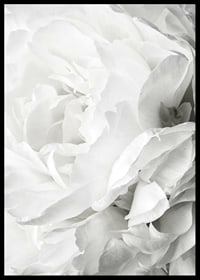 Close-up of white rose with soft petals and light tone-6