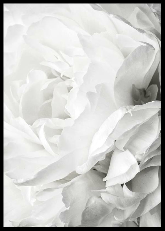 Close-up of white rose with soft petals and light tone-12