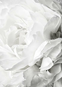 Close-up of white rose with soft petals and light tone-7