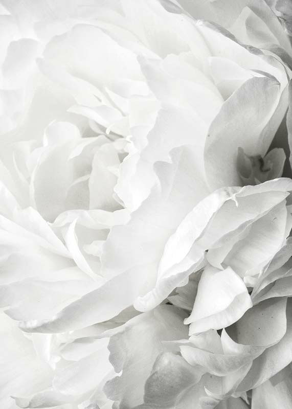 Close-up of white rose with soft petals and light tone-12