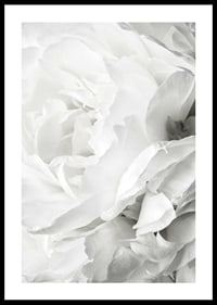 Close-up of white rose with soft petals and light tone-0