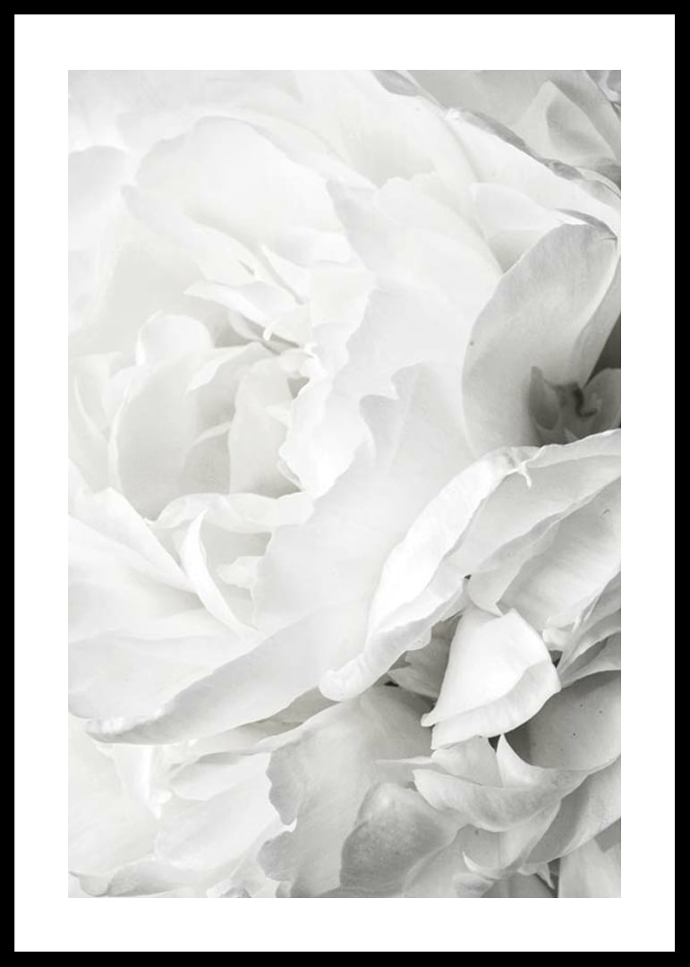 Close-up of white rose with soft petals and light tone-12