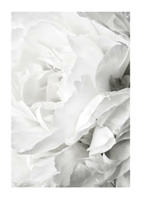 Close-up of white rose with soft petals and light tone-1