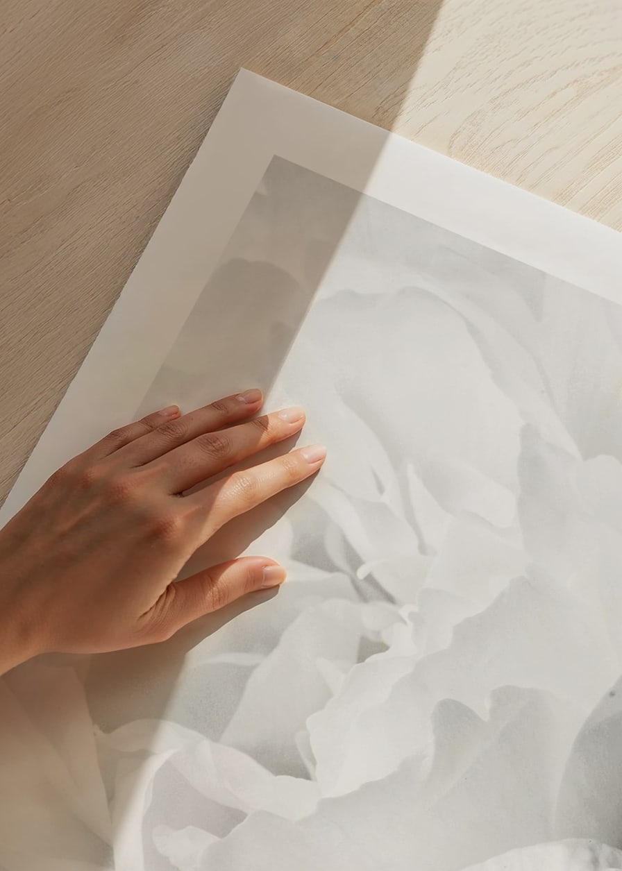 Close-up of white rose with soft petals and light tone-12