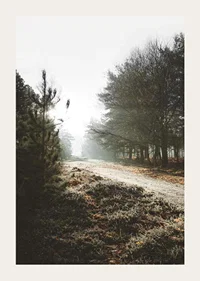Gravel road through foggy forest with winter brown trees and frost-3