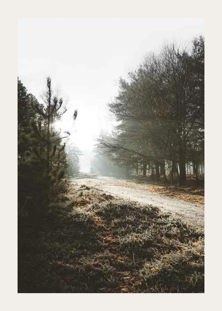 Gravel road through foggy forest with winter brown trees and frost-12