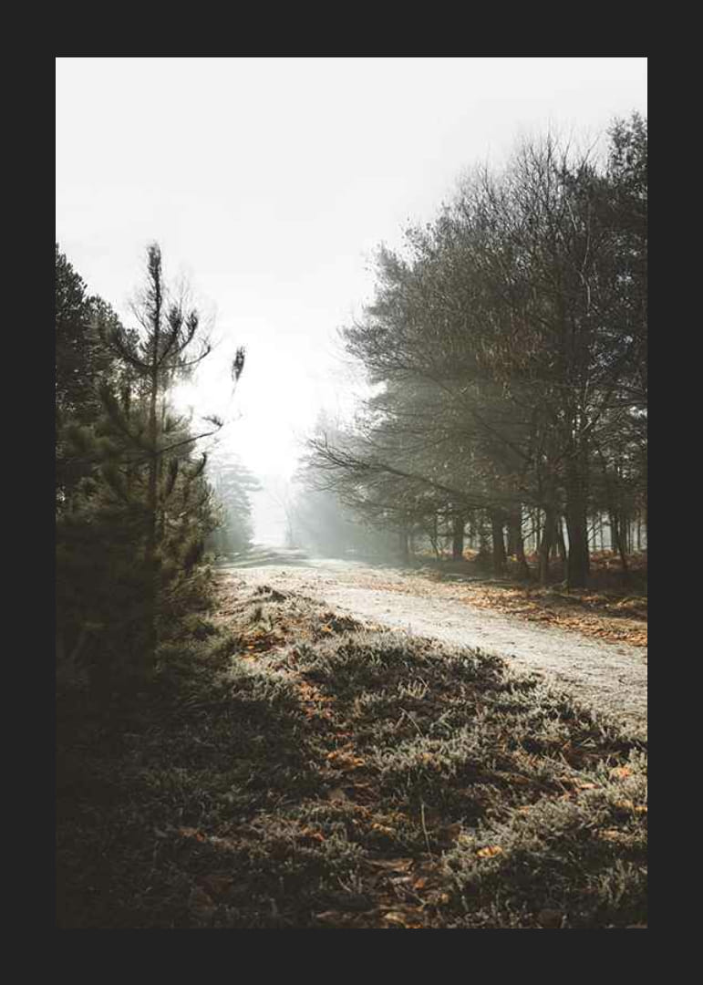 Grusvej gennem tåget skov med vinterbrune træer og frost-12