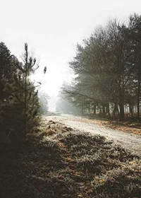 Gravel road through foggy forest with winter brown trees and frost-7