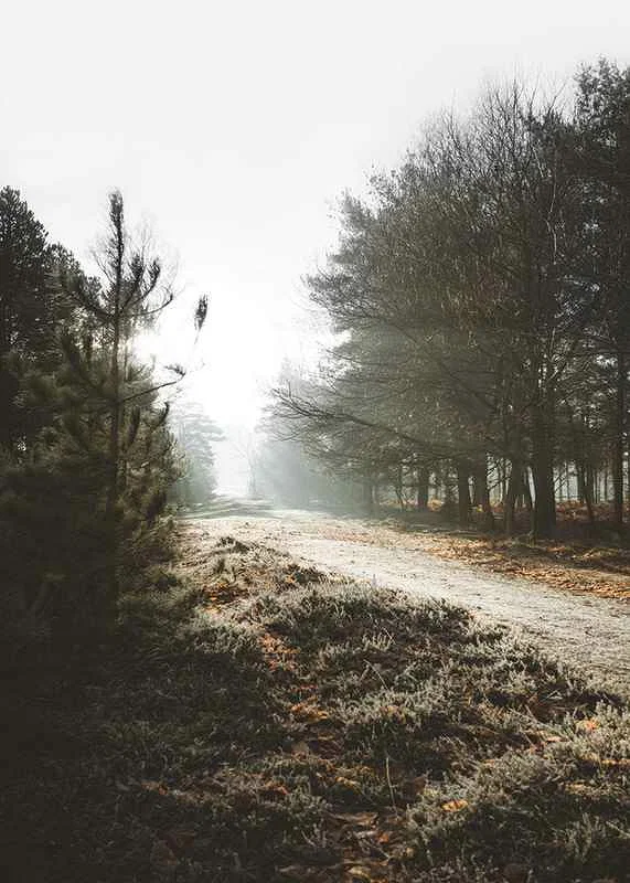 Gravel road through foggy forest with winter brown trees and frost-12