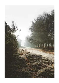 Gravel road through foggy forest with winter brown trees and frost-1