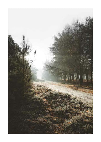 Poster New Forest