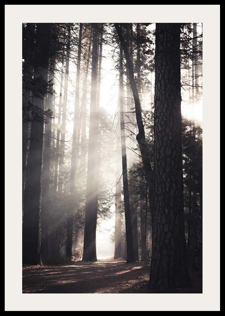Photograph of tall pine trees with morning light in forest grove-12