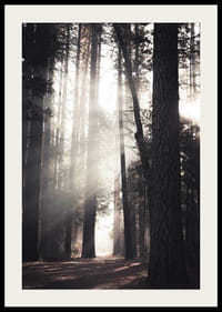 Fotografi av höga tallar med morgonljus i skogsdunge-2