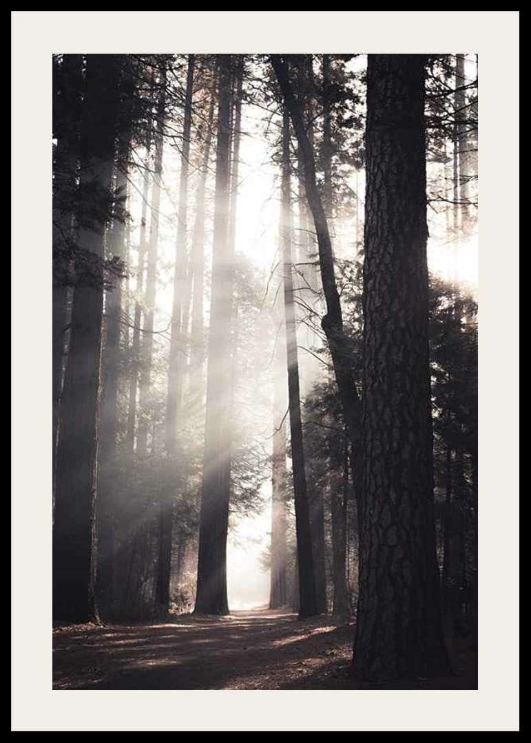 Fotografi av höga tallar med morgonljus i skogsdunge-12