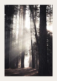 Photograph of tall pine trees with morning light in forest grove-3