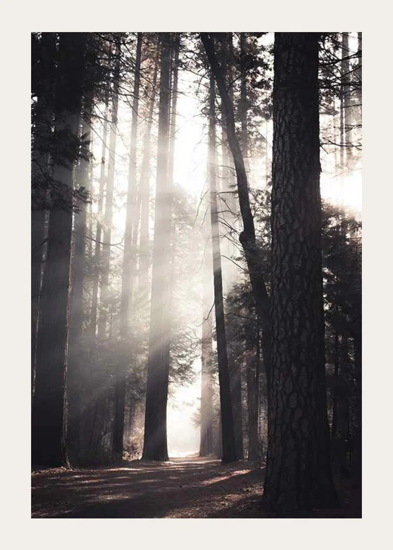 Photograph of tall pine trees with morning light in forest grove-12