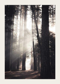 Fotografi av höga tallar med morgonljus i skogsdunge-3