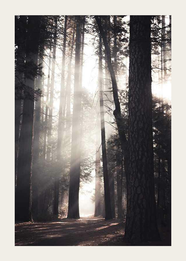 Fotografi av höga tallar med morgonljus i skogsdunge-12