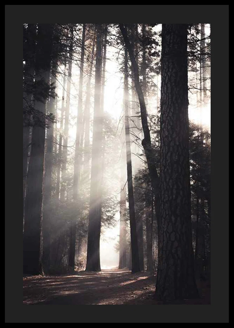 Photograph of tall pine trees with morning light in forest grove-12