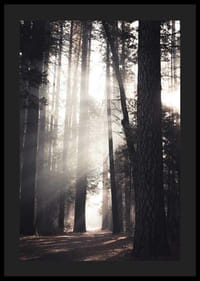 Fotografi av höga tallar med morgonljus i skogsdunge-4