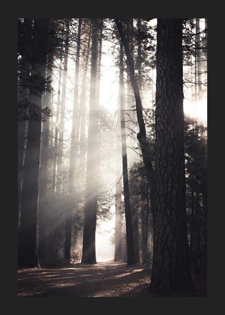 Fotografi av höga tallar med morgonljus i skogsdunge-12