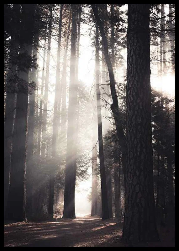 Photograph of tall pine trees with morning light in forest grove-12