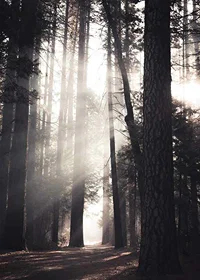 Photograph of tall pine trees with morning light in forest grove-7