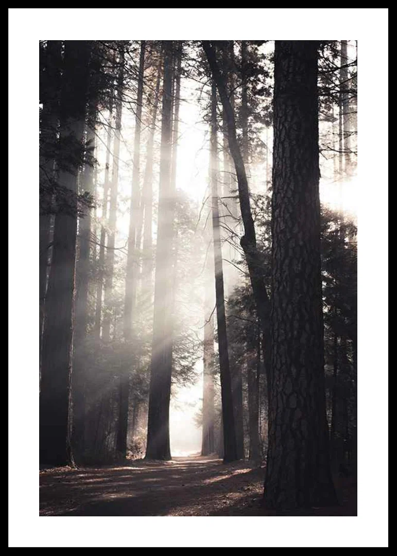 Photograph of tall pine trees with morning light in forest grove-12