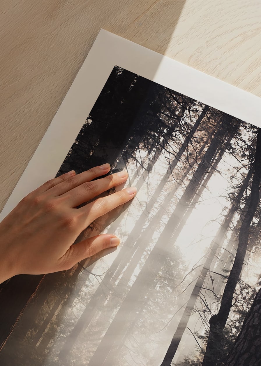 Fotografia vysokých borovíc s ranným svetlom v lesnom háji-12