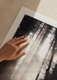 Photograph of tall pine trees with morning light in forest grove-9
