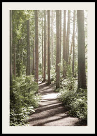 Sunlit path through dense green forest with tall trees-2